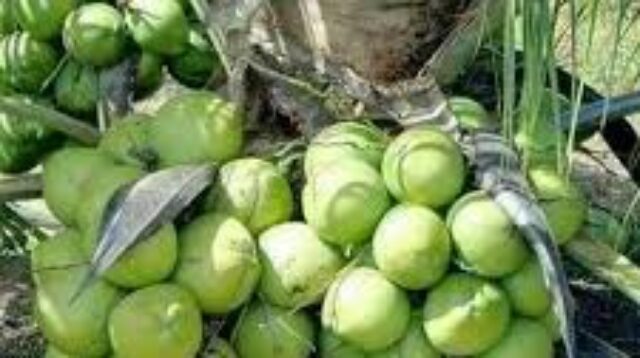 Kelapa Hybrida